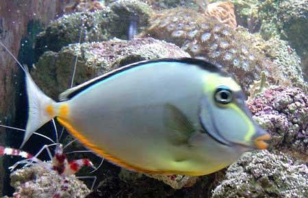 Naso Tang 8-10" Streamer Male