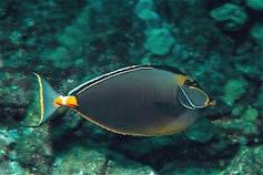 Naso Tang 5-6" (Hawaiian)