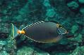 Naso Tang 5-6" (Hawaiian)