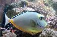 Naso Tang 8-10" Streamer Male