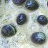 Nerite Snails
