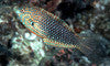 Ornate Leopard Wrasse
