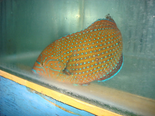 Ornate Leopard Wrasse (SHOW SIZE)