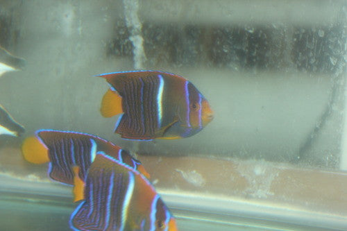Passer Angelfish (Holacanthus passer)-(3-4")