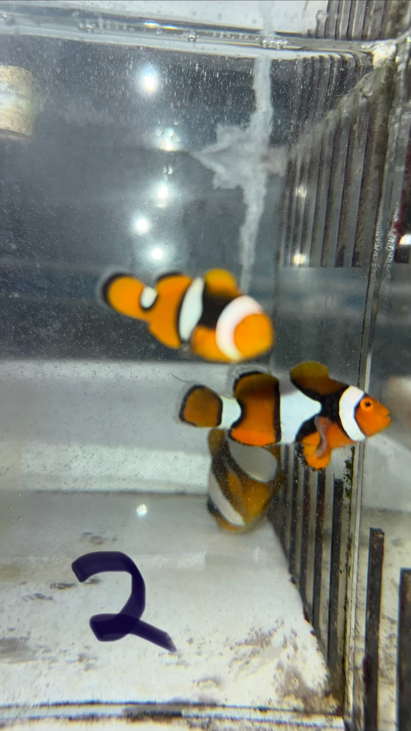 True Percula Clownfish-super black pair 2 WYSIWYG