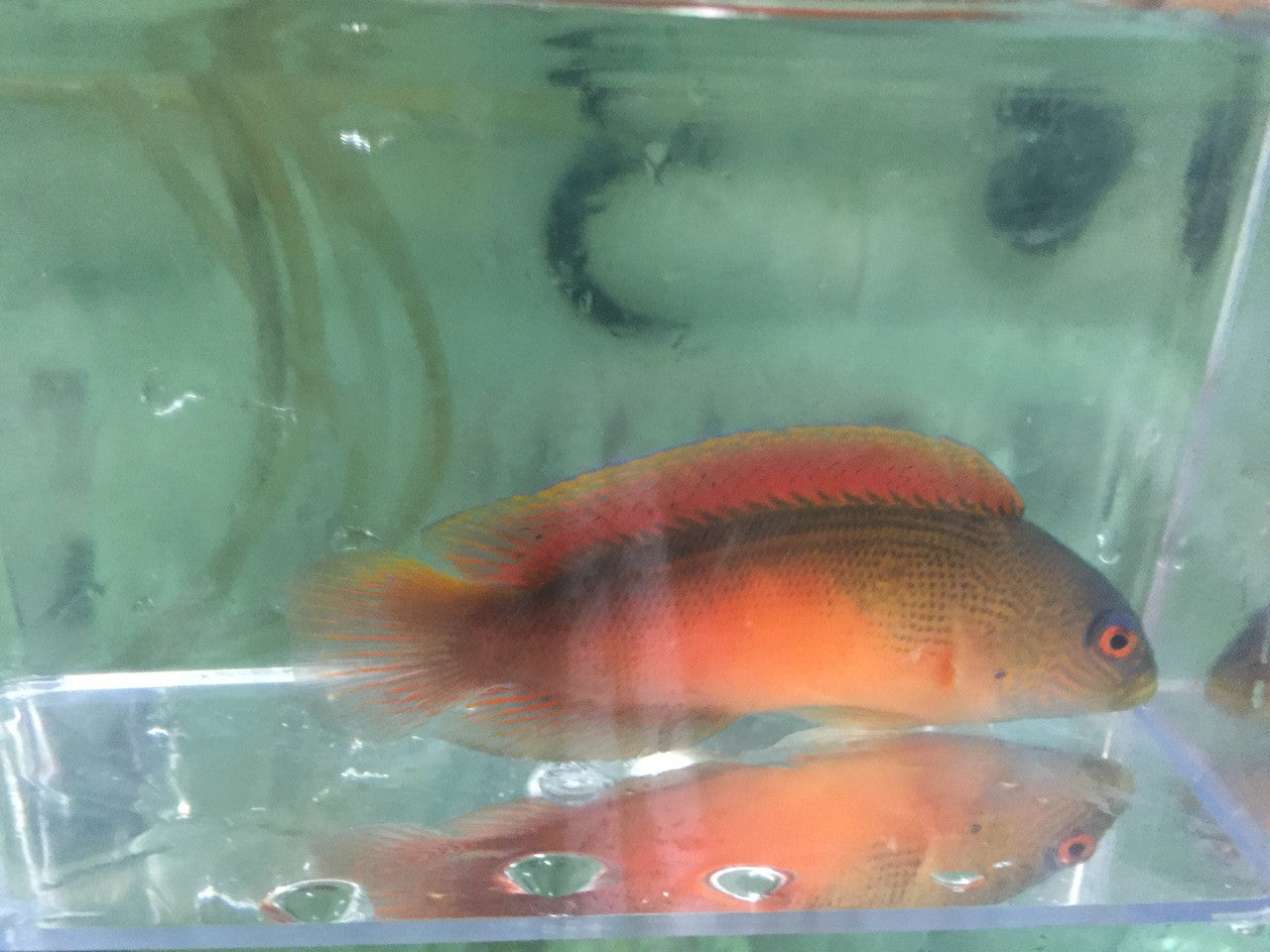Dampiera Dottyback