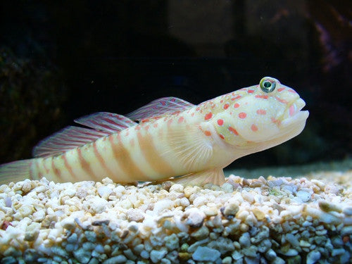 Pink Spotted watchman Goby