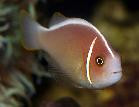 Pink Skunk Clownfish (wild)