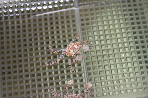 Pom Pom Crab