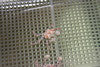 Pom Pom Crab