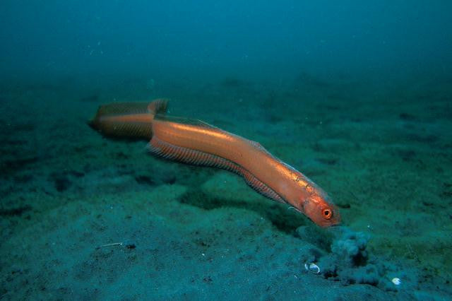 Black Spot Bandfish