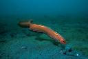 Black Spot Bandfish