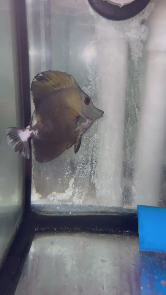 Abberent Koi Tang - wysiwyg