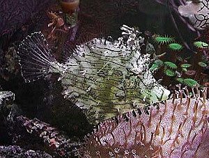 Prickly Filefish-2"