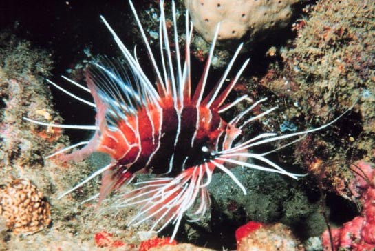 Radiata Lionfish (2-3")