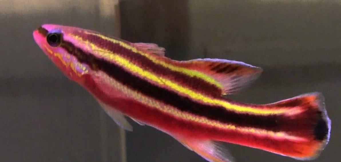 Rainbow Basslet (Liopropoma fasciatum) (5")