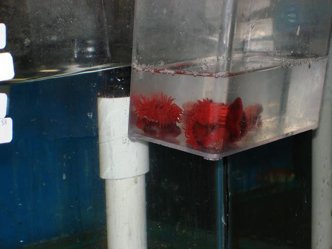 Baby Red Rock Anemone