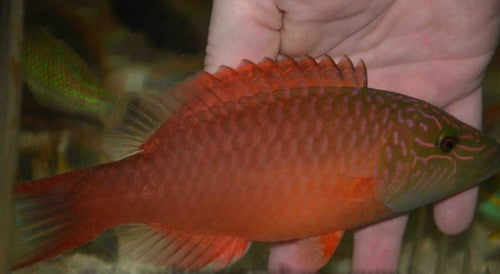 Cheek Lined Wrasse (8")