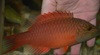 Cheek Lined Wrasse (8")