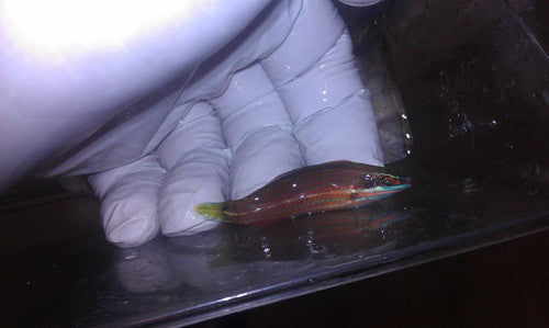 Red Line Wrasse (Halichoeres biocellatus)