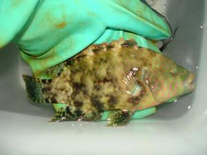 Red Sea Abudjube Wrasse