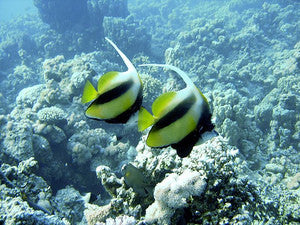 Red Sea Bannerfish | Heniochus Intermidius (3")