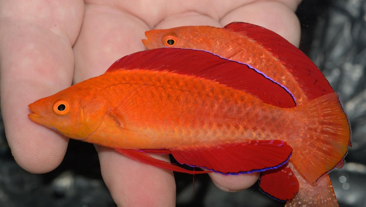 Red Fin Fairy Wrasse