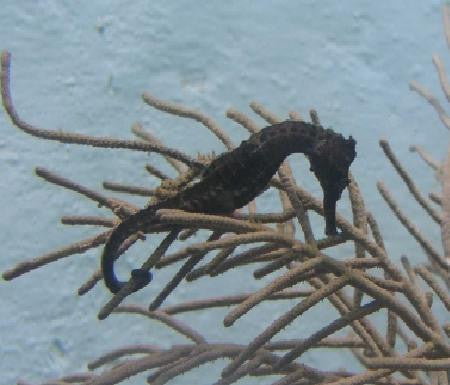 H. Reidi Seahorse (Black)-captive bred