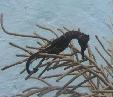 H. Reidi Seahorse (Black)-captive bred