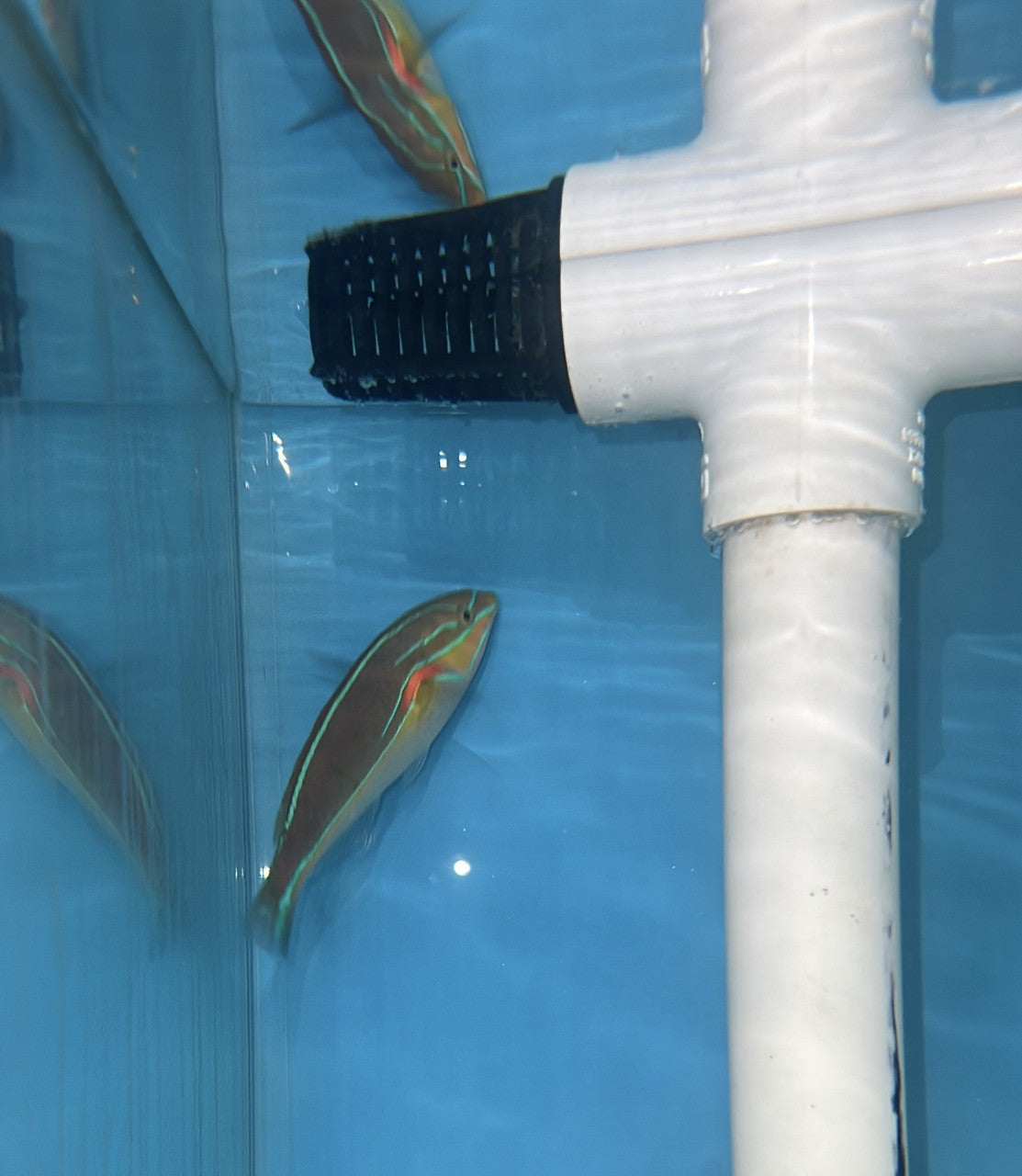 three-ribbon wrasse | Stethojulis strigiventer
