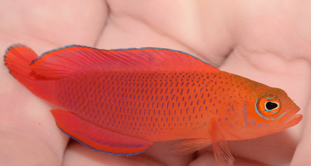 Ring Eyed Dottyback (Pseudoplesiops Typus)