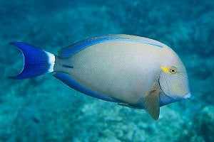 Ring-Tail Tang (Acanthurus blochii)-(3")
