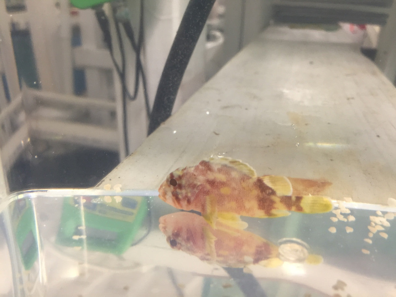 Golden Spotted Scorpionfish | Sebastapistes Cyanostigma