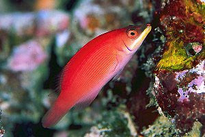 Secretive Wrasse