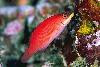 Secretive Wrasse