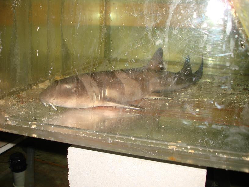 XXL Catshark