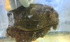 Shark Egg (Bamboo)