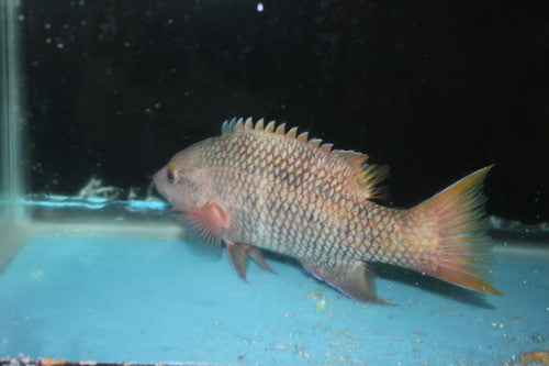 Mexican Hogfish (Bodianus diplotaenia)-10"