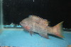 Mexican Hogfish (Bodianus diplotaenia)-10"