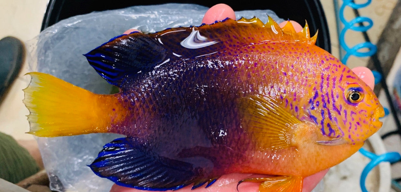 Interruptus Angel-7" supermale