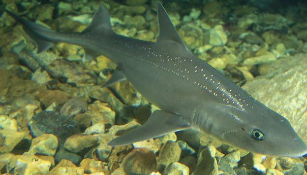 Gray Smoothhound Shark (14")
