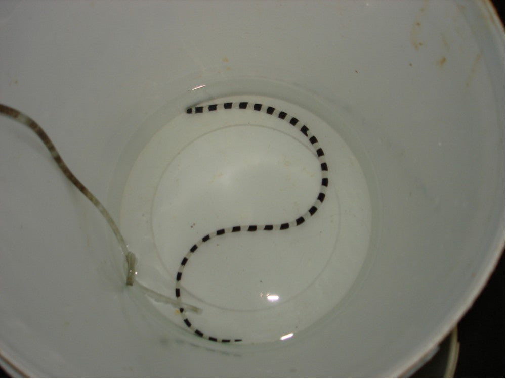 Banded snake eel