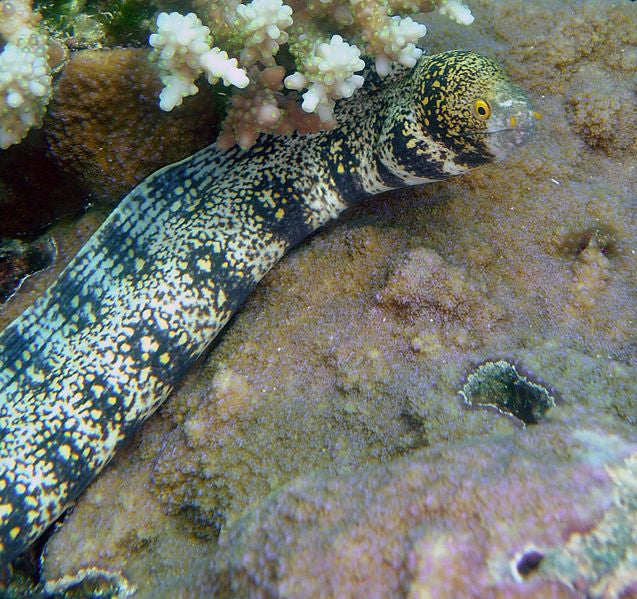 Snowflake Moray Eel-12