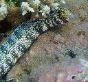 Snowflake Moray Eel-12