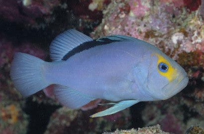 TRIO OF Red Sea Yellowfin Soapfish (diploprion drachi)
