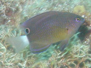 Speckled Damsel