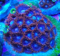 Spider Man Zoanthids (bred)