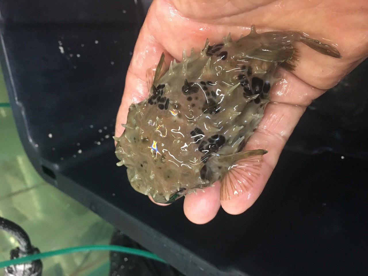 Longspine Porcupine Puffer |Tragulichthys jaculiferus