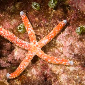 Spotted Linckia Starfish