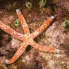 Spotted Linckia Starfish